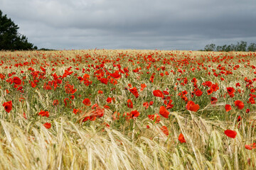 Ciel nuageux sur un champ de bl&eacute; avec des coquelicots en fleurs, typique de la Bretagne en &eacute;t&eacute;.