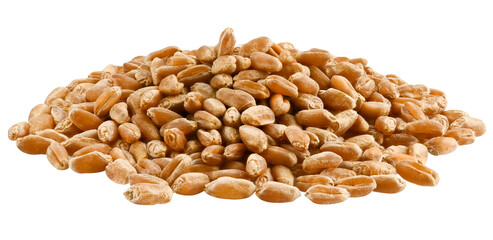 Pile Wheat Grains seeds isolated on a transparent background. Completely in focus. Full depth of field. PNG. 
