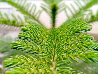 Close-up of Green Pine Branch