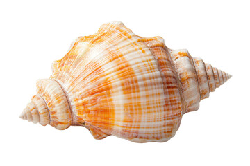 Obraz premium Large orange conch sea shell with spiral patterns on black background, cut out