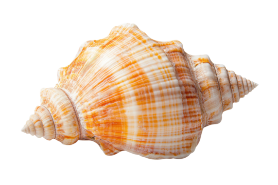 Large orange conch sea shell with spiral patterns on black background, cut out