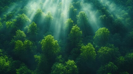 Fototapeta premium Aerial View of Sunbeams Filtering Through a Lush Green Forest Canopy