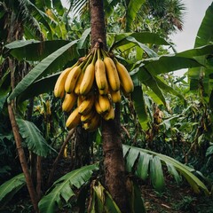 A bunch of fresh bananas hanging from a tropical tree branch.



