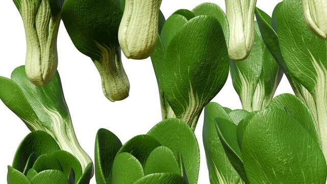 A 3D animation of bok choy, also known as pak choi or pok choi, a type of Chinese cabbage and leaf vegetable used as food.