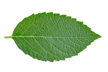 Green leaf with detailed veins on black background, cut out