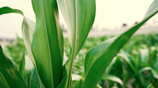 Close-Up of Green Corn Leaves, Close-up of vibrant green corn leaves with visible veins and texture