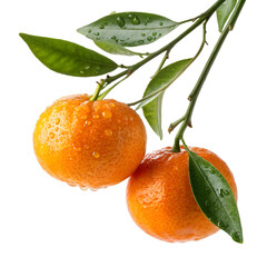 Two fresh mandarins on the branch with green leaves and water drops.