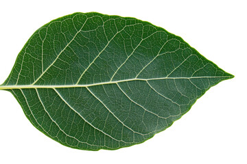 Obraz premium Close-up of detailed green leaf with prominent veins on black background, cut out