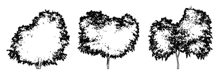 Set or collection of Black Elder trees as a black line drawing silhouette on white background. Concept or conceptual vector for nature, planet, ecology conservation, strength, endurance and  beauty