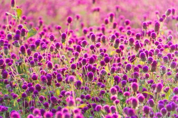 Fotobehang Fluor Roze 가을에 만개한 자주색 천일홍  © jeong