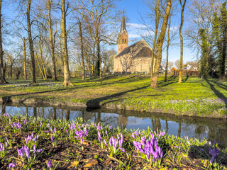 Fototapeta premium Spring landscape with purple crocuses and historic church background