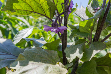 Plant of blooming eggplant on field, bottom view close-up