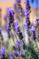 Blooming blue bugleweed in spring. Closeup view of herbaceous flowering plants on green pasture. Natural background