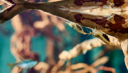 Two Amano shrimps with bellies full of caviar sit on a driftwood in an aquarium upside down