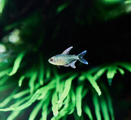 A beautiful tropical aquarium. Diamond tetra fish swims in freshwater aquascape with trident fern.