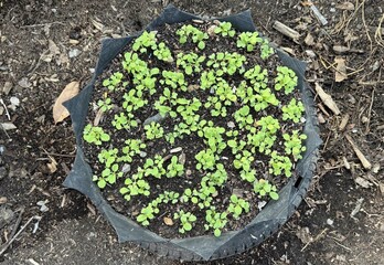 Vegetable seedlings seedlings  growing in the garden