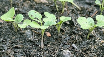 Vegetable seedlings seedlings  growing in the garden