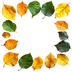 Obraz premium Autumn leaves frame black background nature foliage fall colors,