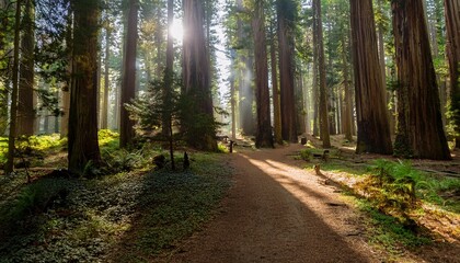 Obraz premium The forest is a poem written in light. 