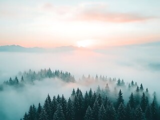 Obraz premium Misty Mountain Sunrise for Pine Forest Aerial.