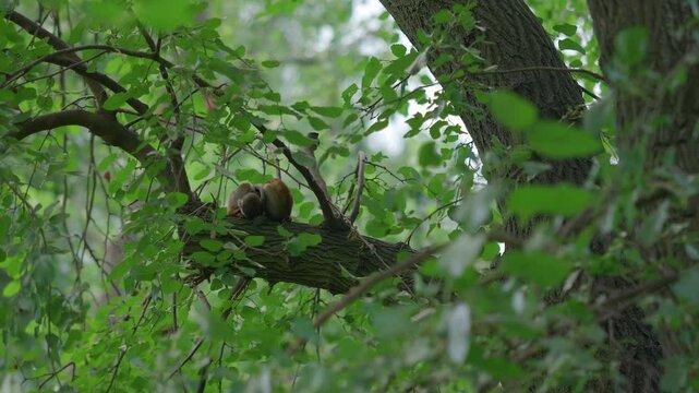 Sleeping Squirrel Monkey Resting on a Tree Branch, captured in Zoo, telephoto of small ape