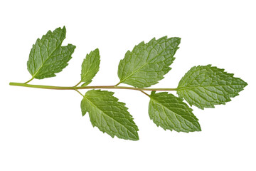 Fototapeta premium Mint leaf sprig isolated on white background, cut out