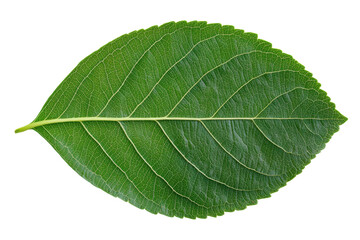 Obraz premium Detailed green leaf with visible veins against black background, cut out