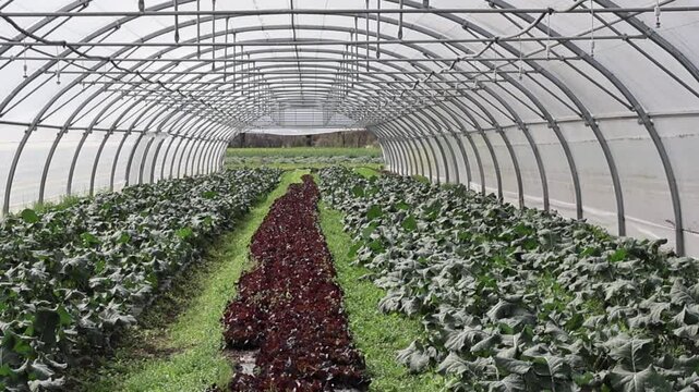 Serre pleine de salade fra&icirc;che : un paradis pour les jardiniers