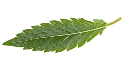 Obraz premium Single hemp leaf, vibrant green