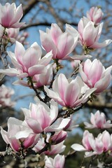 Obraz premium Stunning Pink and White Magnolia Blossoms in Spring
