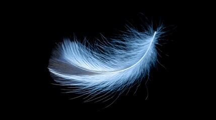 Naklejka premium Single light blue feather on black background.