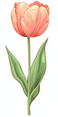Obraz premium Vibrant Pink Tulip with Lush Green Leaves on a Clean White Background for Floral Design and Spring Theme