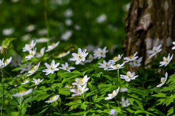 The many white wild flowers in spring forest. Blossom beauty, nature, natural. Sunny summer day, green grass in park. Anemonoides nemorosa