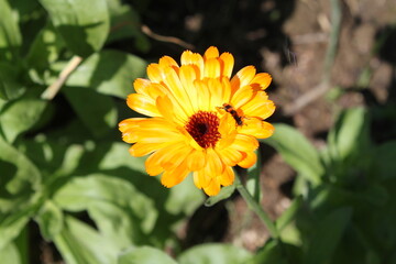 yellow dahlia flower