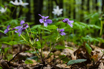 Viola odorata. Scent-scented. Violet flower forest blooming in spring. The first spring flower, purple. Wild violets in nature