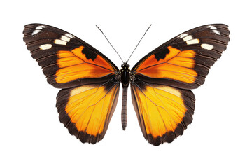 Fototapeta premium Vibrant orange and black butterfly with outstretched wings on black background, cut out