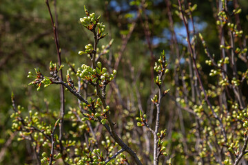 Buds prunus avium, commonly called wild cherry, sweet cherry, gean, or bird cherry. Budbreak. Springtime