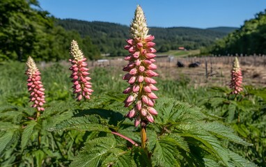 Stunning Pink Lupine Flowers in a Rural Landscape