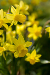 Obraz premium the daffodil, Narcissus pseudonarcissus, yellow narcissus flowers in a park
