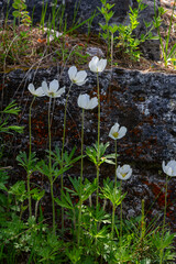 Anemonoides sylvestris Anemone sylvestris, known as snowdrop anemone or snowdrop windflower, is a perennial plant flowering in spring