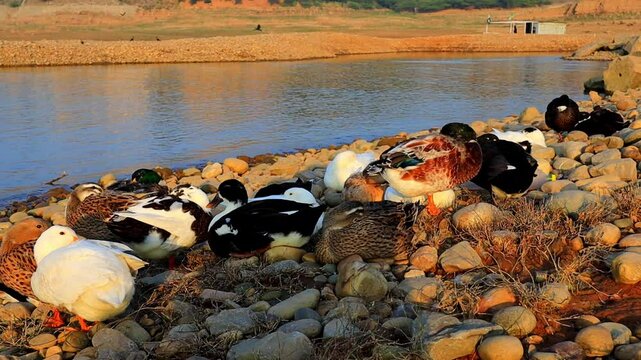 ducks on the lake