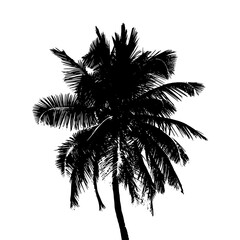 Palm tree black silhouette isolated on white background. Realistic palm tree graphics.