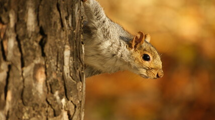 grey squirrel uk