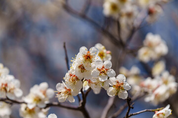 Close-up photo of plum blossoms blooming in spring in March