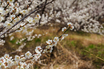 Close-up photo of plum blossoms blooming in spring in March