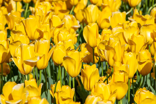 Field of colorful tulips, many red flowers. Field of spring flowers. Tulip field Red tulips, yellow tulips, pink flowers.