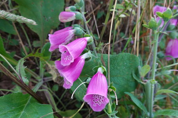 wild foxglove flower. Digitalis purpurea in the forest full of purple flowers. dedalera © tonifrito