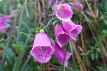 wild foxglove flower. Digitalis purpurea in the forest full of purple flowers. dedalera © tonifrito