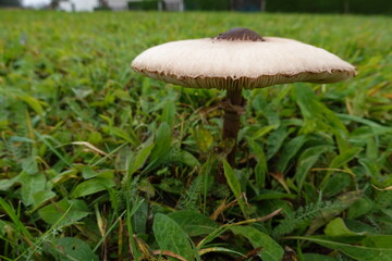macro lepiota growing in the grass. concept of picking mushrooms in autumn, natural beauty and perfect mushroom.
