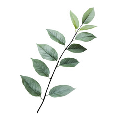 Naklejka premium Green leaves on a slender branch showcasing natural beauty in a minimalistic style on transparent background